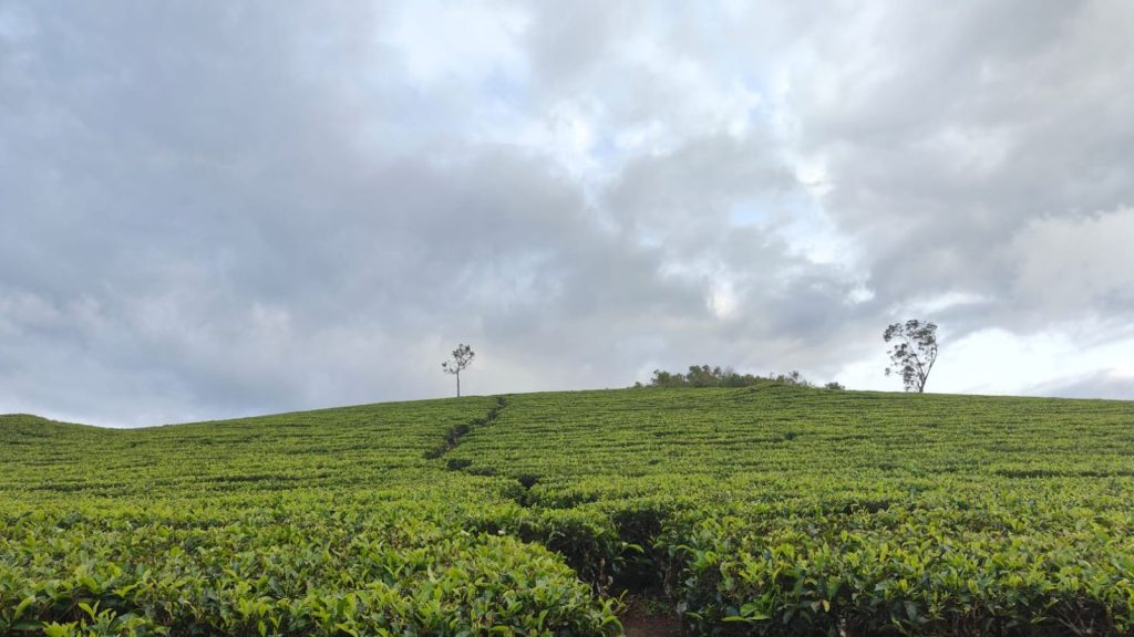 kuttikanam tea estate