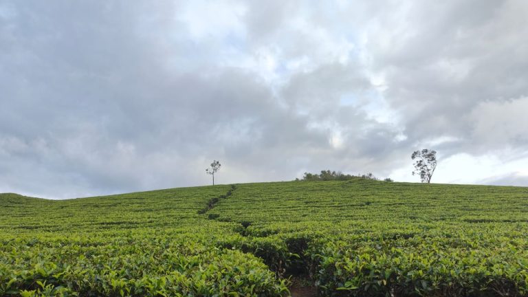 kuttikanam tea estate