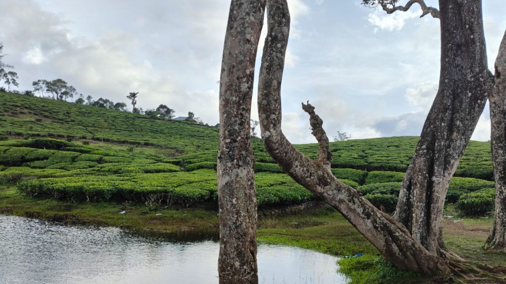 kuttikanam tea estate