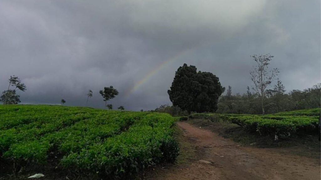 kuttikanam tea estate