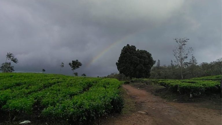kuttikanam tea estate