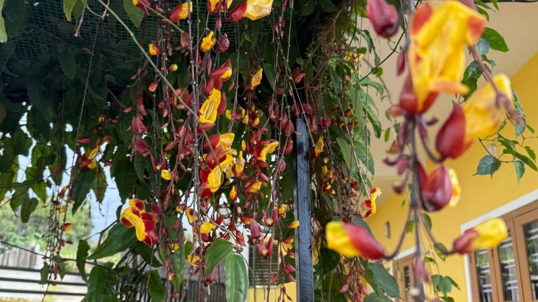 trumpet vine Kuttikanam Homestay