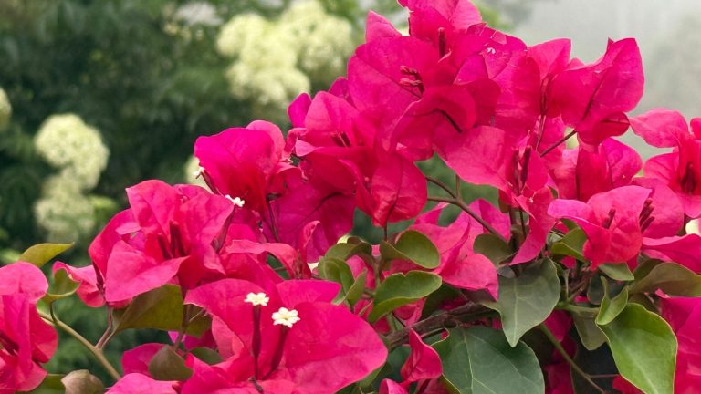 Bougainvillae Kuttikanam