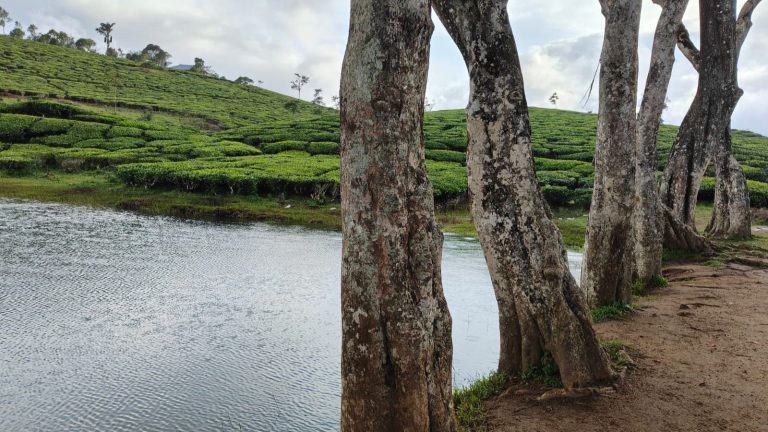 kuttikanam tea estate